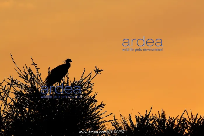 : Secretary Bird : Secretary Bird