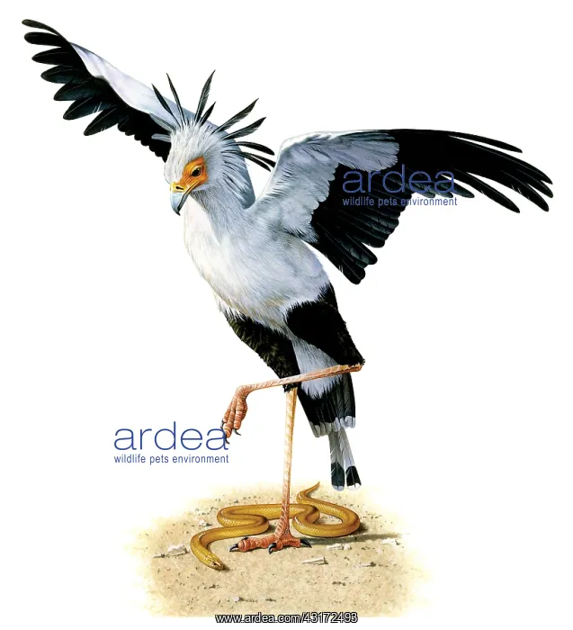 : Secretary Bird : Secretary Bird