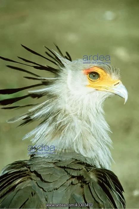 : SECRETARY BIRD - close-up of head : SECRETARY BIRD - close-up of head