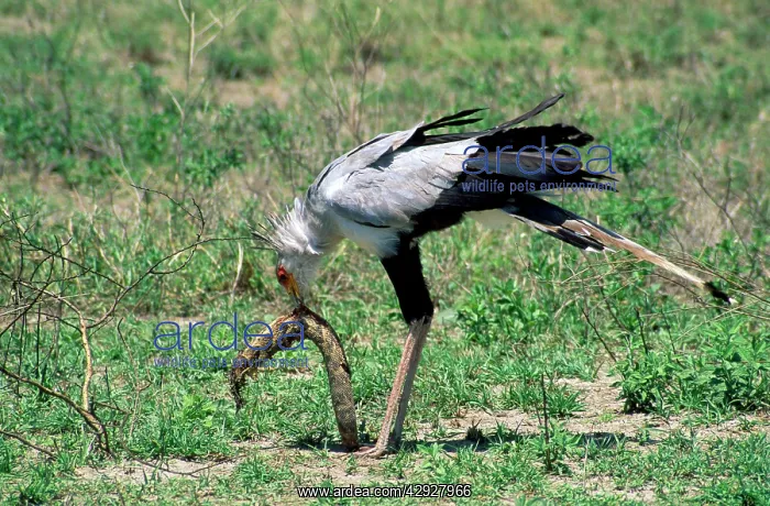 : Secretary Bird - eating puff adder (Bitis arietans) : Secretary Bird - eating puff adder (Bitis arietans)