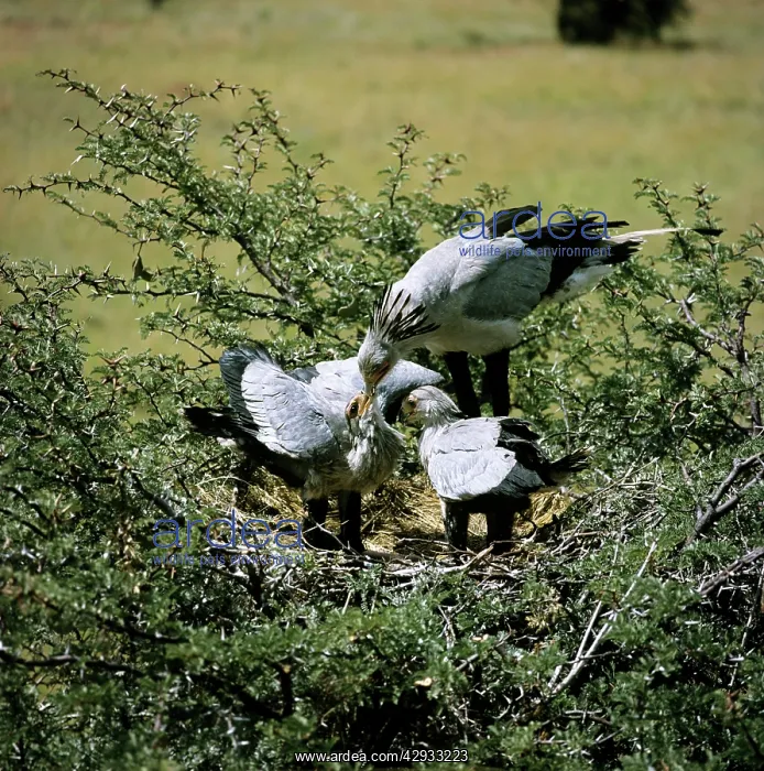  : Secretary Bird - feeding chicks water