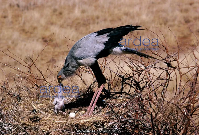 : Secretary Bird - feeding water to chick : Secretary Bird - feeding water to chick