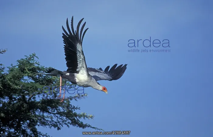 : Secretary Bird - in flight : Secretary Bird - in flight