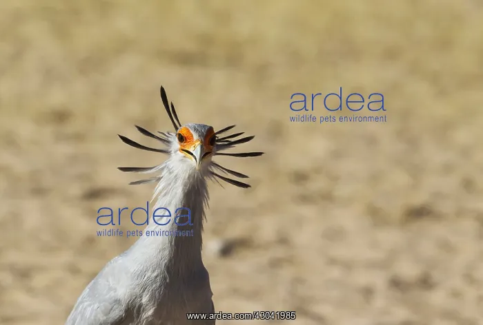 : Secretary Bird - Kalahari Desert, Kgalagadi Transfrontier : Secretary Bird - Kalahari Desert, Kgalagadi Transfrontier