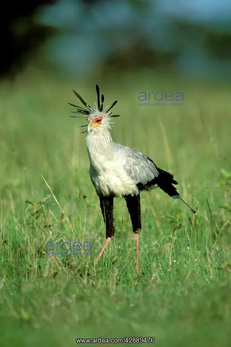  : Secretary bird - Maasai Mara National Reserve