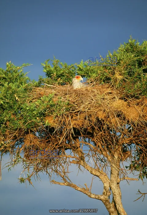 : SECRETARY BIRD - in nest