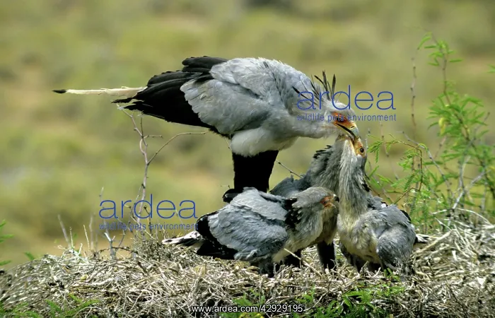  : Secretary Bird - at nest