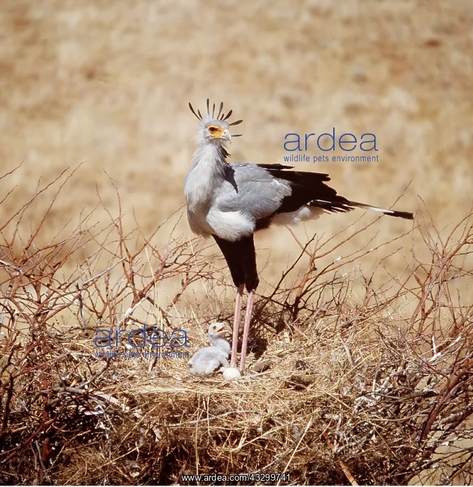 : SECRETARY BIRD - at nest with chick : SECRETARY BIRD - at nest with chick