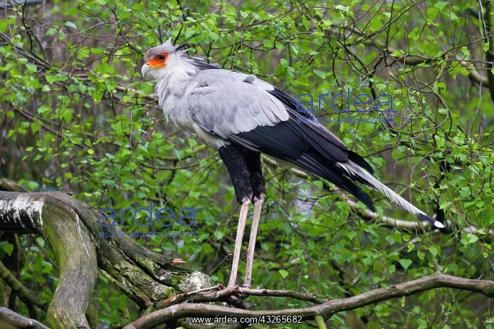 : Secretary Bird, perched on branch of tree, native : Secretary Bird, perched on branch of tree, native