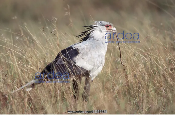 : SECRETARY BIRD - with prey : SECRETARY BIRD - with prey