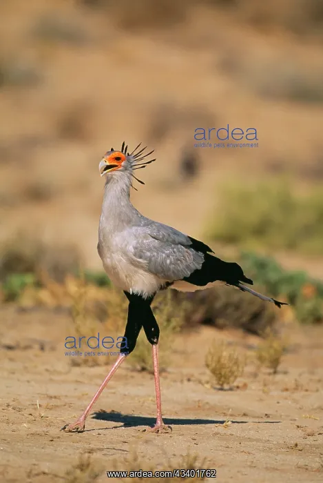 : SECRETARY BIRD - side profile : SECRETARY BIRD - side profile