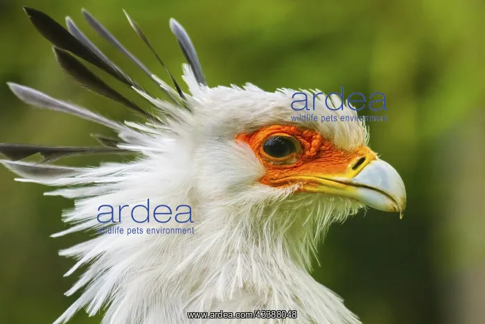 : Secretary bird (Sagittarius serpentarius), secretary : Secretary bird (Sagittarius serpentarius), secretary