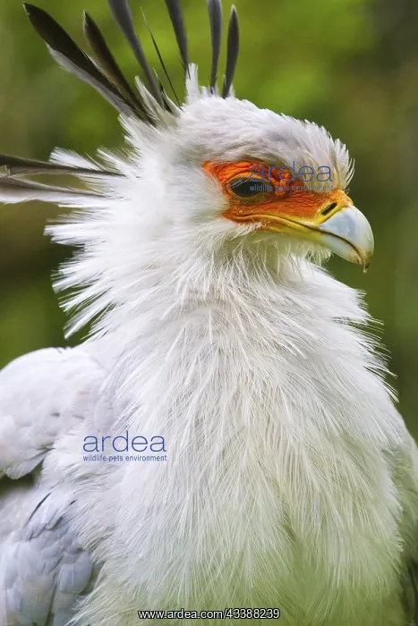 : Secretary bird (Sagittarius serpentarius), secretary : Secretary bird (Sagittarius serpentarius), secretary