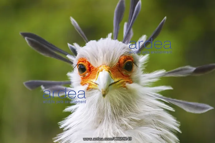 : Secretary bird (Sagittarius serpentarius), secretary : Secretary bird (Sagittarius serpentarius), secretary