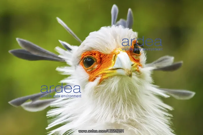 : Secretary bird (Sagittarius serpentarius), secretary : Secretary bird (Sagittarius serpentarius), secretary