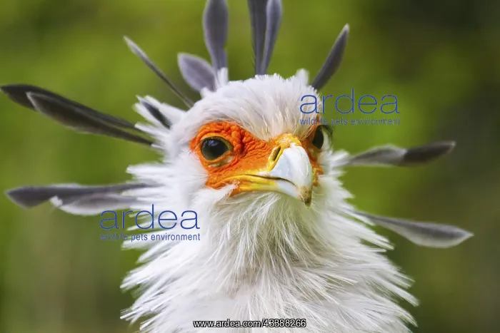 : Secretary bird (Sagittarius serpentarius), Secretary : Secretary bird (Sagittarius serpentarius), Secretary