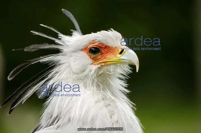 : Secretary Bird (Sagittarius serpentarius) : Secretary Bird (Sagittarius serpentarius)