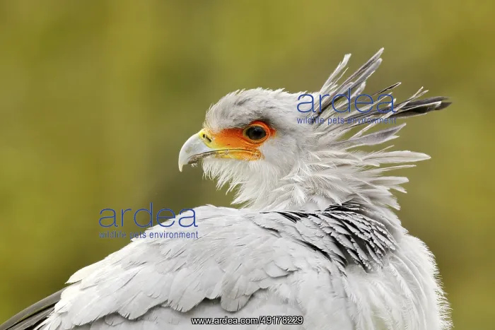 : Secretary Bird, Sagittarius serpentarius : Secretary Bird, Sagittarius serpentarius