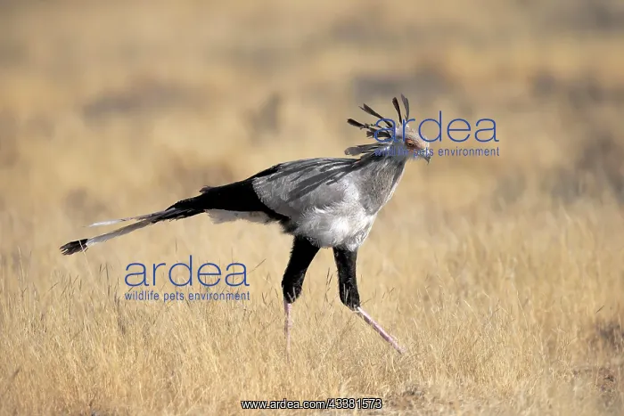 : Secretary bird (Sagittarius serpentarius), adult : Secretary bird (Sagittarius serpentarius), adult