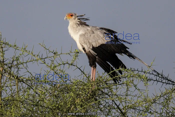 : Secretary bird (Sagittarius serpentarius), Seren : Secretary bird (Sagittarius serpentarius), Seren