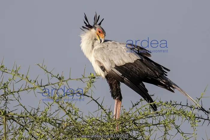 : Secretary bird (Sagittarius serpentarius), Seren : Secretary bird (Sagittarius serpentarius), Seren