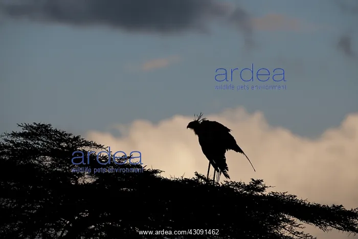 : Secretary Bird in Silhouette : Secretary Bird in Silhouette