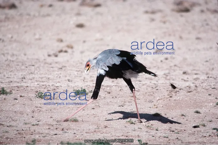 : SECRETARY BIRD - stamping on grasshopper : SECRETARY BIRD - stamping on grasshopper