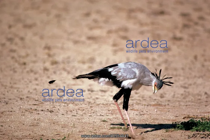: SECRETARY BIRD - stamps on grasshopper : SECRETARY BIRD - stamps on grasshopper