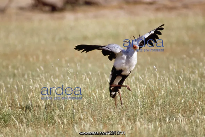 : Secretary Bird - stamps on prey : Secretary Bird - stamps on prey