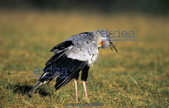 : SECRETARY BIRD - side view, preening itself, on the grass : SECRETARY BIRD - side view, preening itself, on the grass