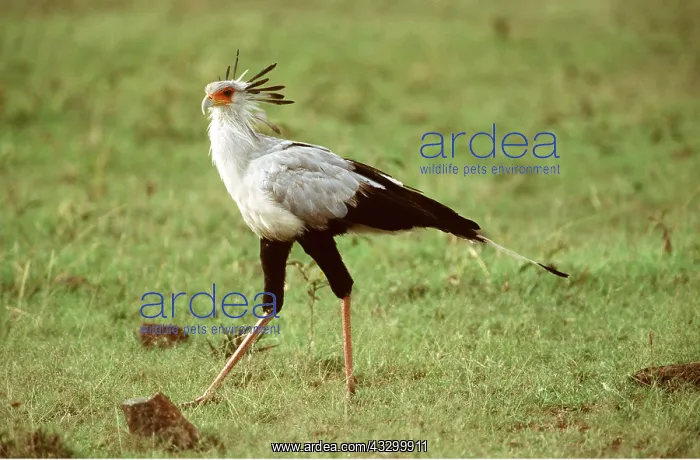 : SECRETARY BIRD - walking on grass : SECRETARY BIRD - walking on grass