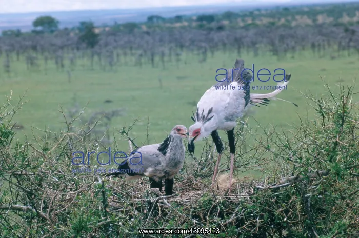 : Secretary Birds : Secretary Birds