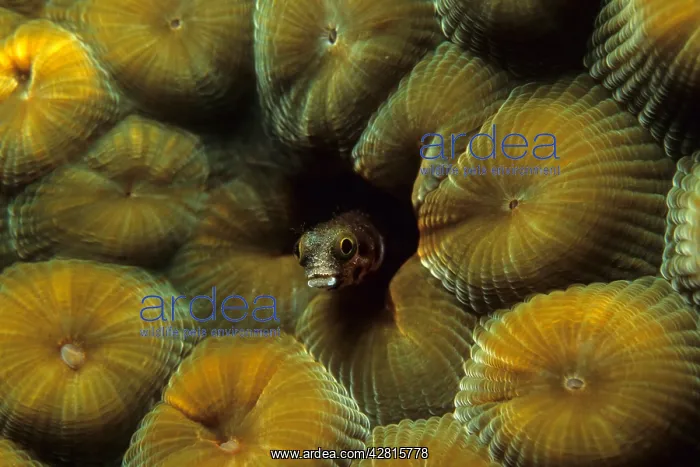 : Secretary blenny Acanthemblemaria maria inside a hole in a c : Secretary blenny Acanthemblemaria maria inside a hole in a c