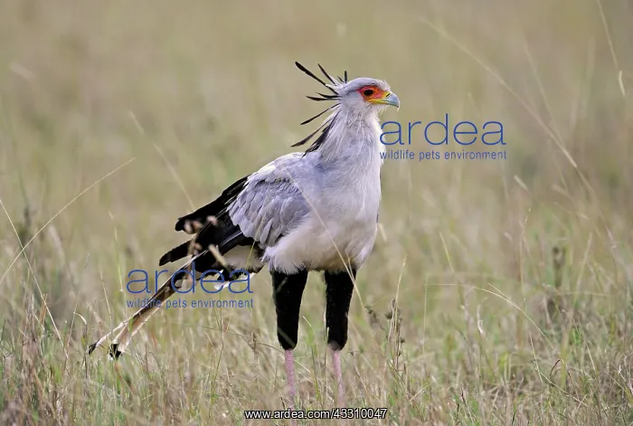 : Secretary (Sagittarius serpentarius), in tall grass : Secretary (Sagittarius serpentarius), in tall grass