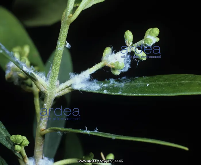  : Secretion of Olive Psyllid (Euphyllura olivina)