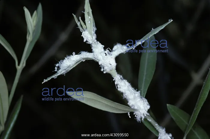 : Secretion from Olive Psyllids (Euphyllura olivina) : Secretion from Olive Psyllids (Euphyllura olivina)