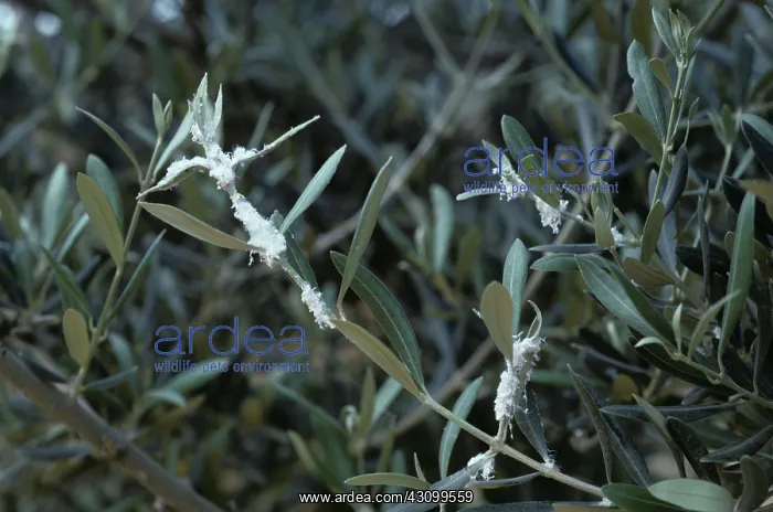 : Secretion from Olive Psyllids (Euphyllura olivina) : Secretion from Olive Psyllids (Euphyllura olivina)