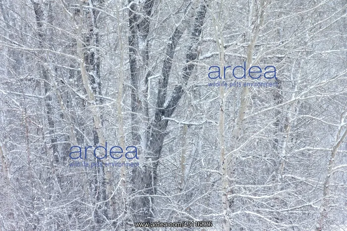 : Detail section of aspen and cottonwood grove in winter : Detail section of aspen and cottonwood grove in winter