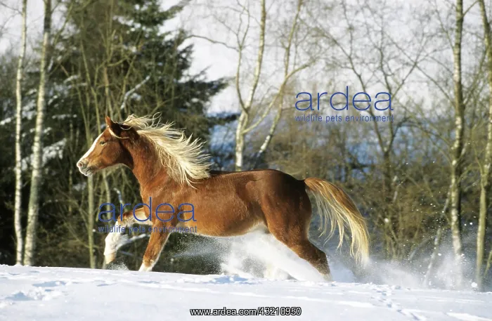 : Section B Welsh Pony stallion galloping over a snow-covered : Section B Welsh Pony stallion galloping over a snow-covered