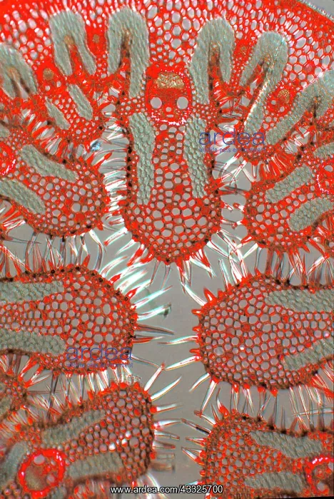 : Section of an beachgrass leaf. A dye was used t : Section of an beachgrass leaf. A dye was used t