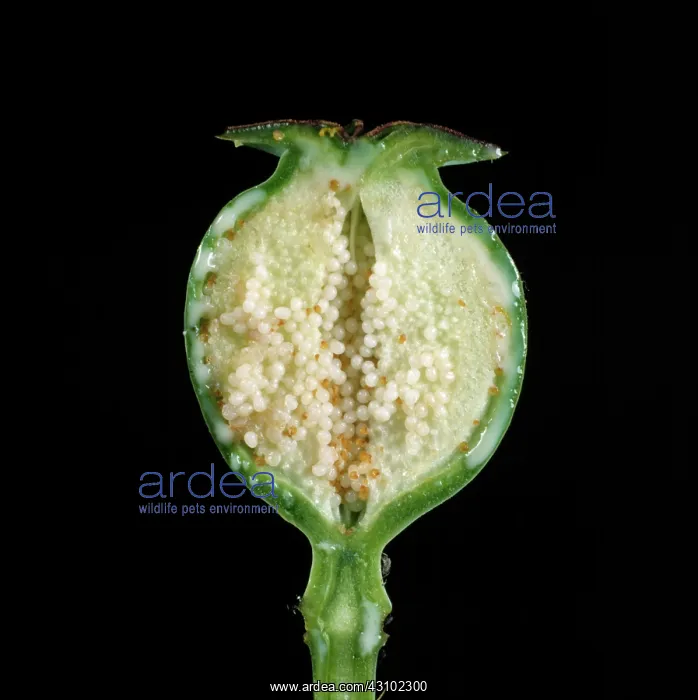 : Section through opium poppy seedhead : Section through opium poppy seedhead