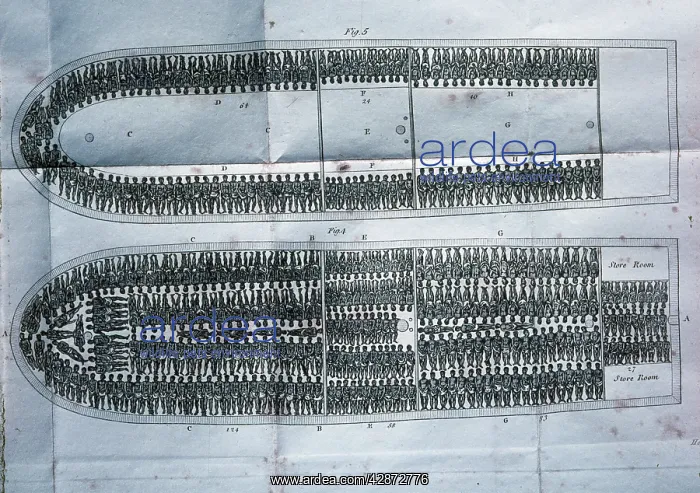  : Section of slave ship deck