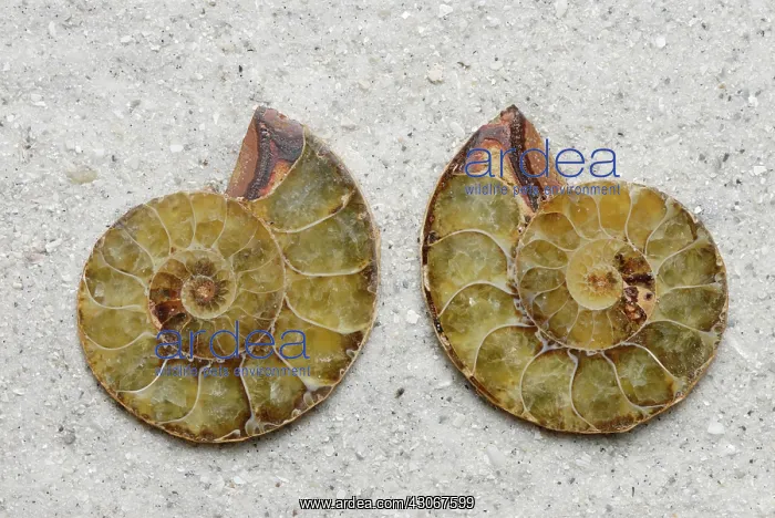 : Sectioned Ammonite : Sectioned Ammonite