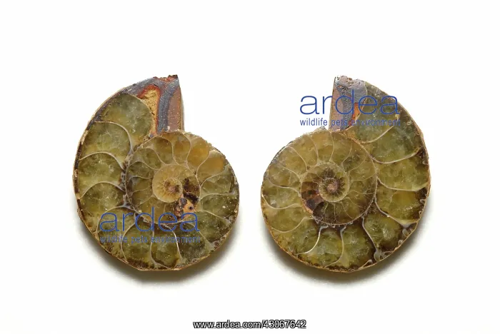 : Sectioned Ammonite : Sectioned Ammonite