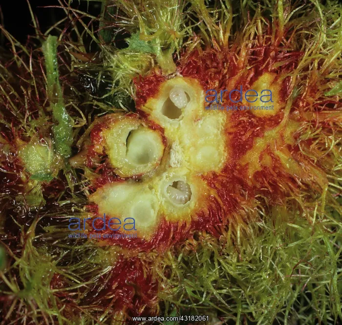 : Sectioned gall with bedeguar larvae : Sectioned gall with bedeguar larvae