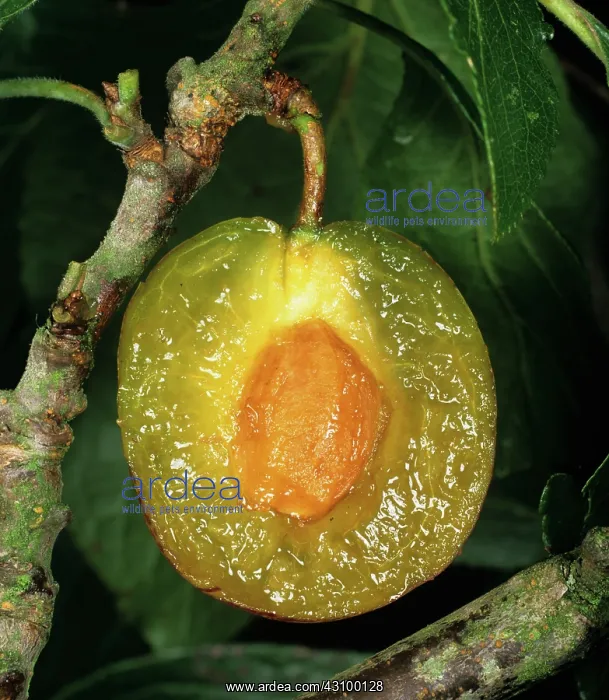 : Sectioned plum fruit : Sectioned plum fruit