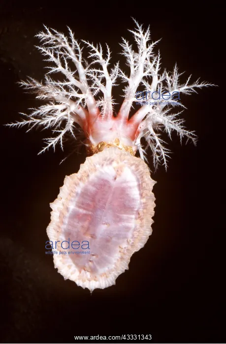 : SEDENTARY SEA CUCUMBER - and sucker : SEDENTARY SEA CUCUMBER - and sucker