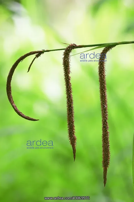  : Sedge, Carex pendula