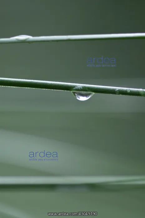 : Sedge Grass : Sedge Grass