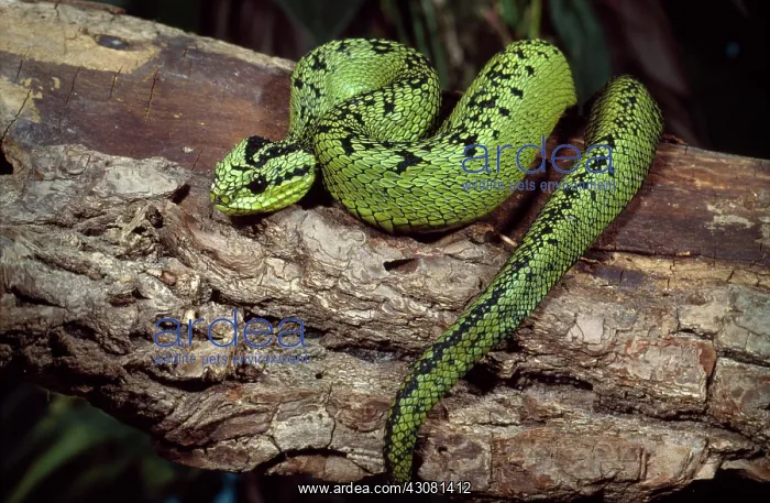 : Sedge Viper : Sedge Viper